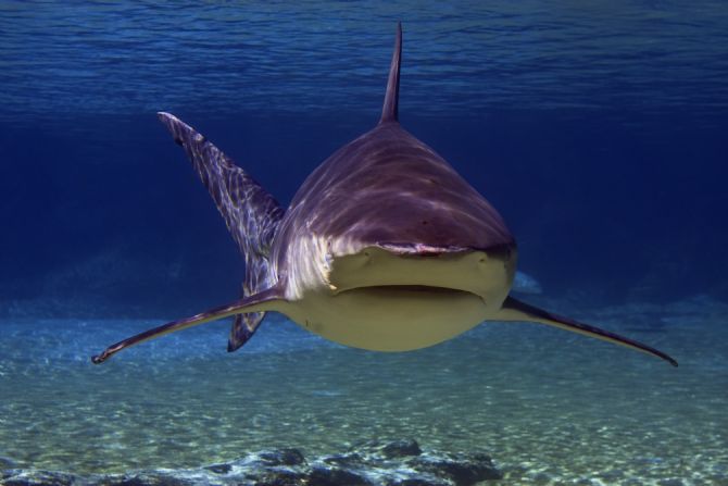 Bull Shark off of the Bat Islands (Isla Murcielago)